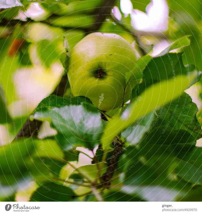 Pick me - apple on tree Apple Green Bright green Nature Twig Leaf leaves Plant Fresh Tree Branch Growth Exterior shot Close-up Deserted naturally Garden