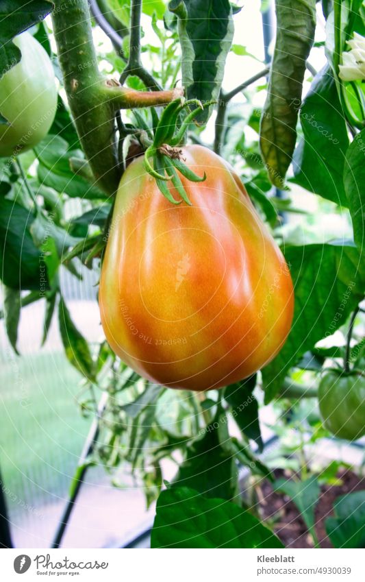 Cuore di bue - ox hearts tomato hanging on bush in greenhouse Italian Cuore di bue Ox hearts tomatoes Tomato shrub Suspended Greenhouse organic Garden Vegetable