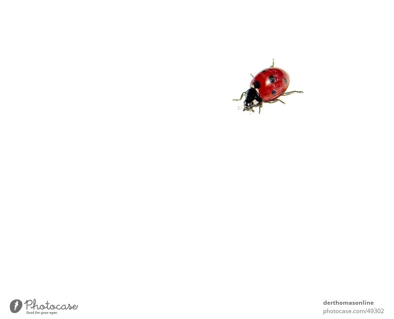 Little Beast Ladybird Red Black Spotted Insect Background picture White Flat Beautiful Sweet Isolated Image Bow Simple Simplistic Small Summer Jump Beetle