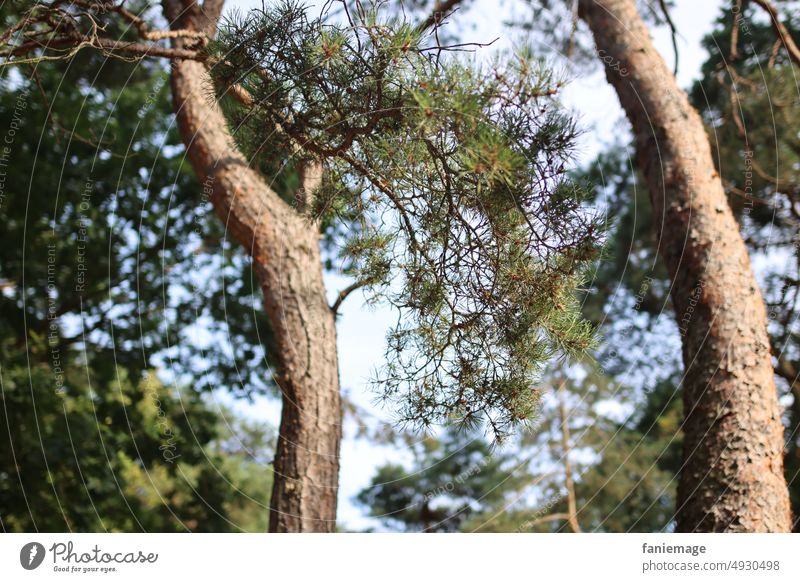 Pines on the beach promenade pines Coniferous trees bark Tree trunk needles coast Nature nature photography Bright green Dark green Green tones Diagonal