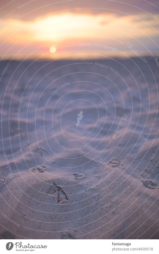 Seagull walk at sunrise Sand Ocean Sunrise Grains of sand Funny animal world Animal photography traces in the sand Sunlight Summer in the morning early