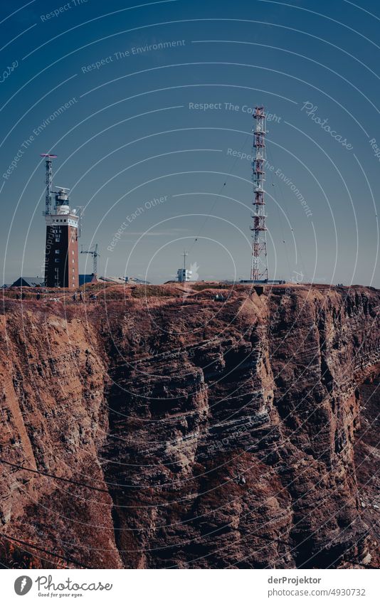 Heligoland with view of lighthouse Esthetic Rock Nature Baby animal Wild animal Ocean Bird Animal Environment Love and security Nest Endangered species