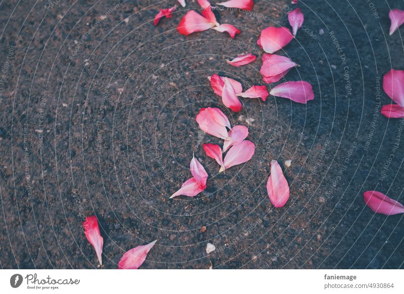 rain red roses Confetti rose petals Street Asphalt blossoms Pink flowers Faded Opposites Wedding Throw Transience Festive Love symbolic Symbols and metaphors