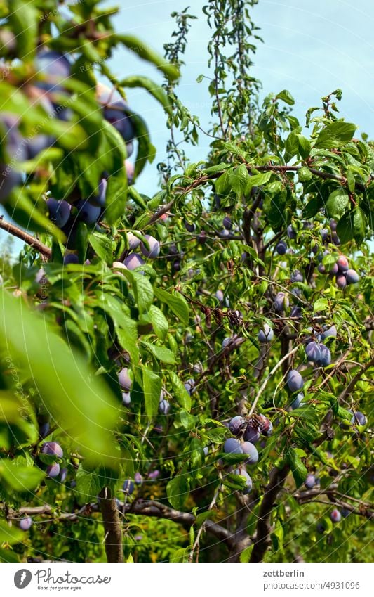 Also loud plums on plum tree Plum Harvest Plum tree Branch fruit Fruit Autumn Tree Relaxation awakening holidays Garden Sky vitamins allotment Garden allotments