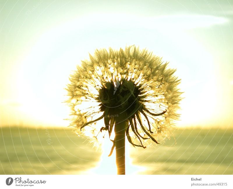 sun puff Dandelion Back-light Ocean Sunset Autumn Flower Horizon Seed Sky Far-off places