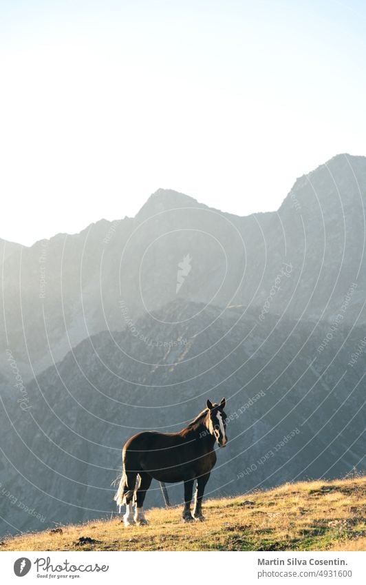 Andorran horses in the mountains at sunset in the Pyrenees agriculture alpine andorra animal background beautiful blue brown cattle clouds country countryside