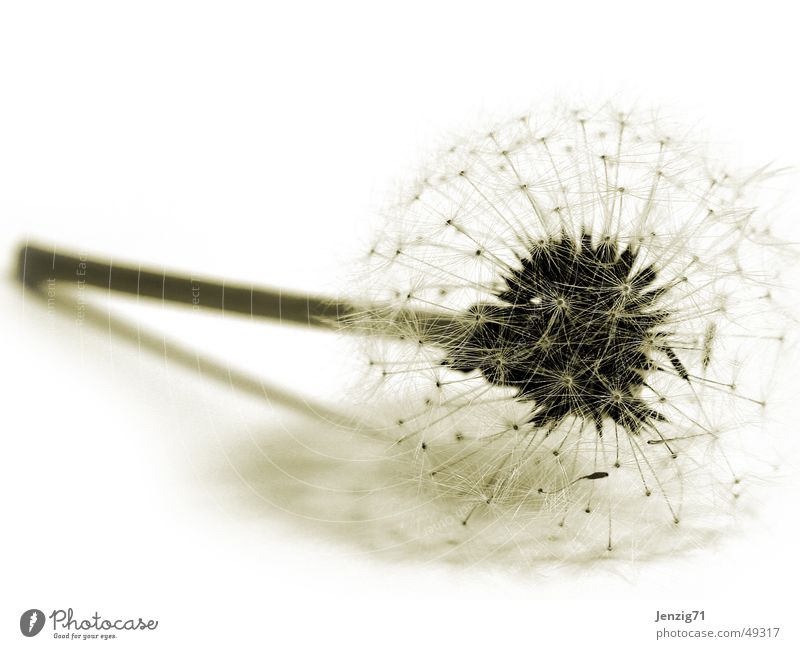 Traps. Flower Dandelion Autumn Feeble To fall