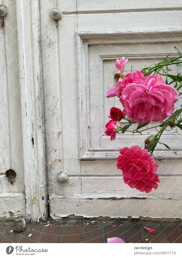 mauerBLÜMCHEN wallflower pink Pink Facade Green Plant Flower Blossom Colour photo Nature Exterior shot