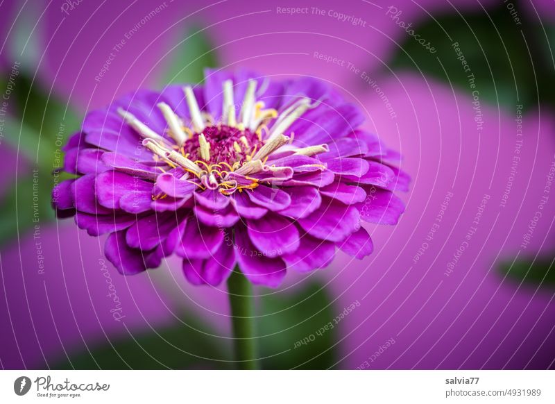 Flower dream in pink zinnia Garden Blossom Summer Macro (Extreme close-up) Nature Colour photo inflorescence Blossoming summer flower blossom garden flower