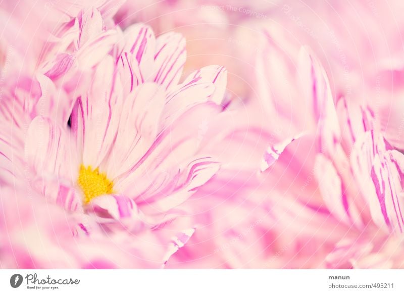 stripe pattern Nature Spring Summer Autumn Flower Blossom Garden plants Aster Chrysanthemum Spring colours Pink Colour photo Exterior shot Pattern