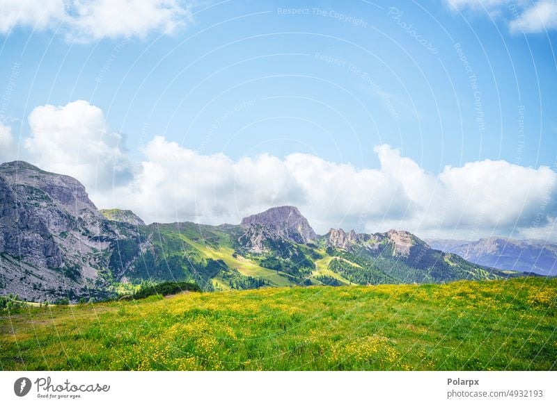 Mountain meadow with yellow flowers terrain bright serene tirol background flora scene light wilderness germany blossom springtime agriculture tranquil alps top