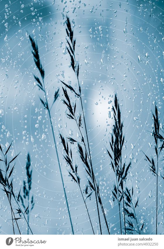 drops on the window and plants on the blue background flower droplet raindrop rainy rainy season rainy days water wet shiny bright garden floral nature natural