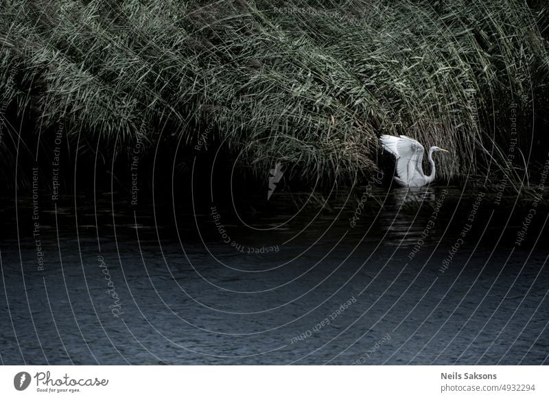 sculpture in the wind river bird reeds form silhouette shape bend Ardea alba egret wildlife nature animal beak wings spread wild animal plumage avian water