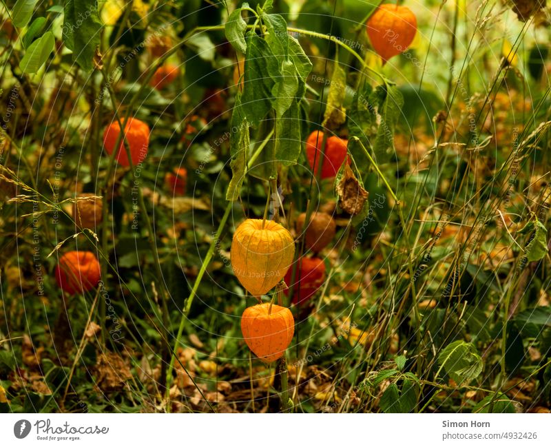 lantern flower Chinese lantern flower Lampion Physalis Undergrowth Flower Plant Autumn Orange Nature Garden Fruit Limp wither Transience