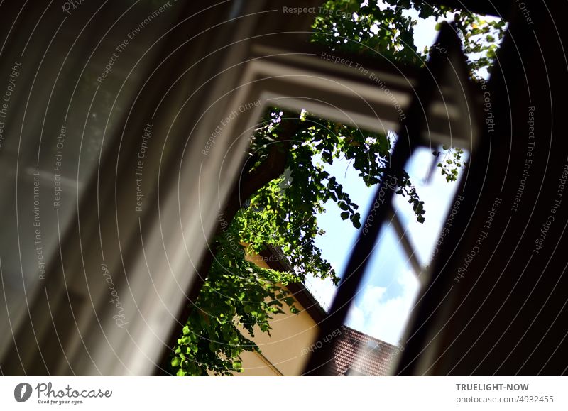 Bedroom window / After the deep dark night / Is the day awakened Window Open window wing Skylight Room Window frame View from a window daylight view outside