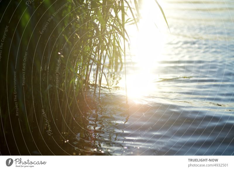 The sun fire / reed and river united in light / joy here and now River Water bank Sun Sunlight Back-light Illuminate Waves plants Nature Summer ardor Warmth