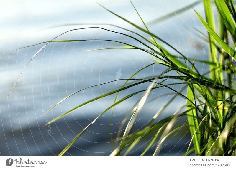 Waves soft in the river / Reed stalks sway gently / I sit dreaming... River Near Summer bank reed reed stalks Sunlight Minimalistic Nature Moody silent