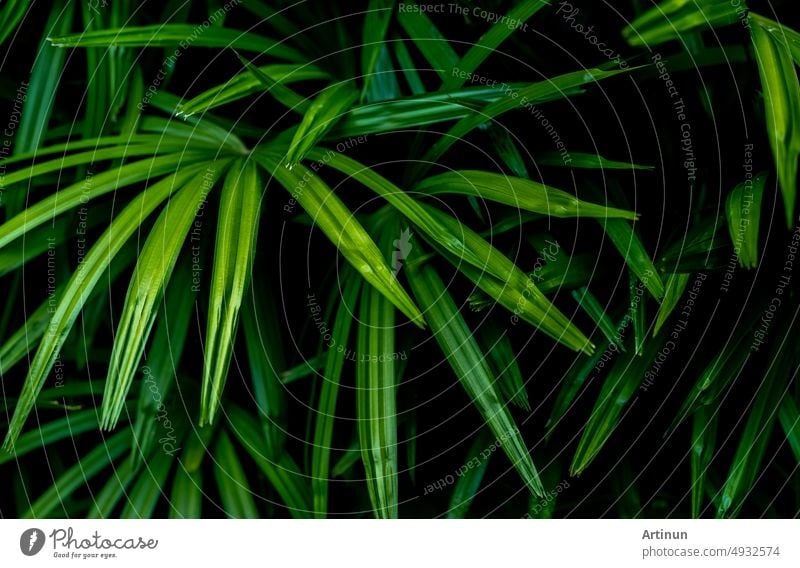 Closeup green leaves of tropical plant in garden. Ornamental plant decor in garden. Green leaf on dark background. Green leaves for spa background. Beauty in nature. Ornamental plants for landscaping.