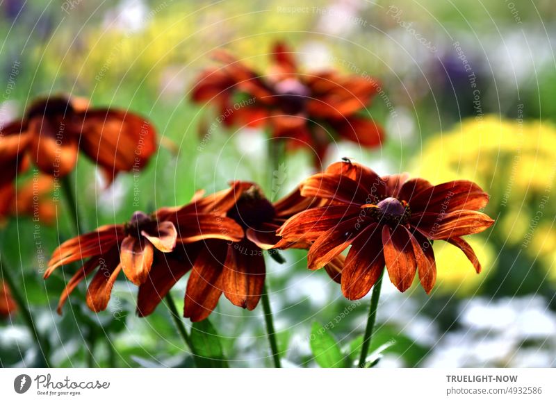 Echinacea Rudbeckia hirta Moreno - Some flowers show strong autumn colors but it is high summer in the garden on Friendship Island golden brown russet Near