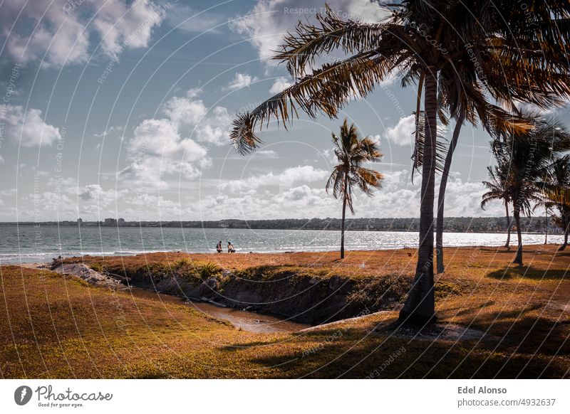 sunny day on the beach, wind moving the coconut trees, some clouds in the sky, the grass in the foreground. Landscape longexposure colorful sunsetlovers outdoor