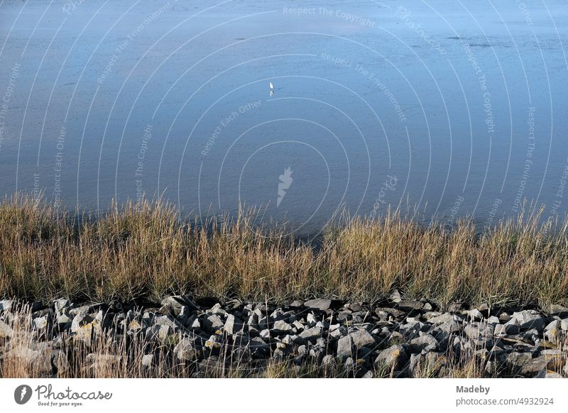 Lonely seagull in the Wadden Sea World Heritage Site with coastal protection on the dike on the coast of the North Sea in autumn in Bensersiel near Esens in East Frisia in Lower Saxony