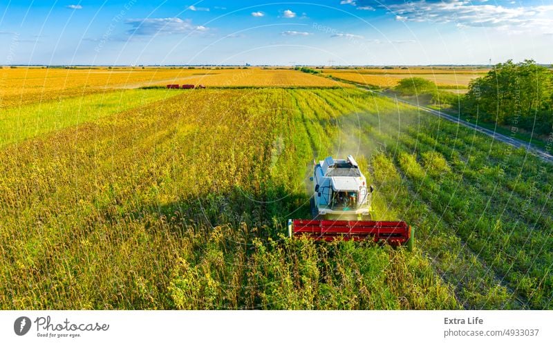 Aerial view of combine, harvester machine harvest ripe sunflower Above Agricultural Agriculture Agronomy Cereal Combine Country Crop Cultivated Cultivation Cut