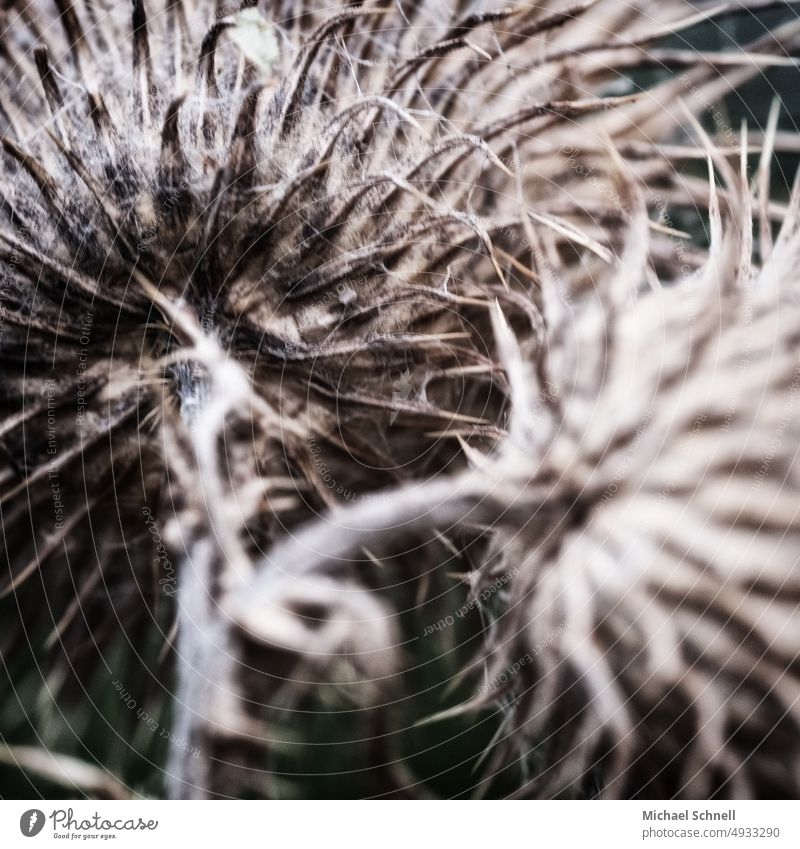 Close up of already wilting plant Limp Transience Macro (Extreme close-up) Death Faded Grief Sadness Autumn Blossom Plant Shriveled Dried Decline Environment