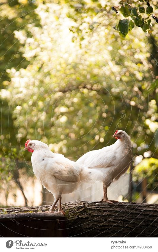 Two hens on the tree trunk Farm animal Animal Fluffy Poultry Feather Garden Nature Free-range rearing Pet Animal portrait chicken Keeping of animals Gamefowl