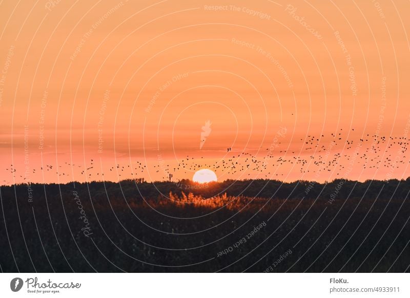 Flock of birds in front of setting sun Sun Sunset Bird animals Group of animals Flying Sky Nature Freedom Wild animal Exterior shot Animal Migratory bird