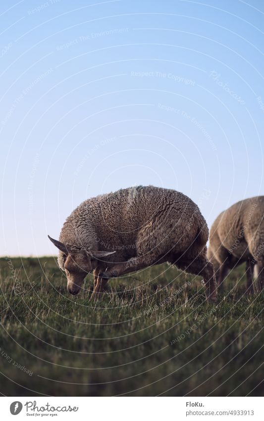 Sheep tries to scratch his ear Dike dike sheep Scratch leg Animal Meadow Grass Wool Sky Nature Green North Sea Farm animal Blue Exterior shot Mammal Herd Flock