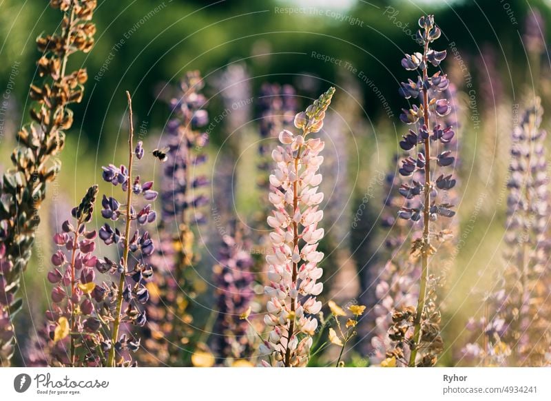 Bush Of Wild Flowers Lupine In Summer Field Meadow At Sunset Sunrise. Lupinus, Commonly Known As Lupin Or Lupine, Is A Genus Of Flowering Plants In The Legume Family, Fabaceae