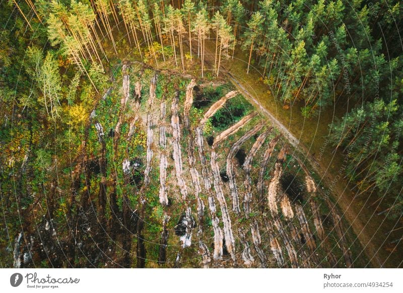 Aerial View Green Forest Deforestation Area Landscape. Top View Of Fallen Woods Trunks And Growing Forest. European Nature From High Attitude In Summer Season. Drone View. Bird's Eye View