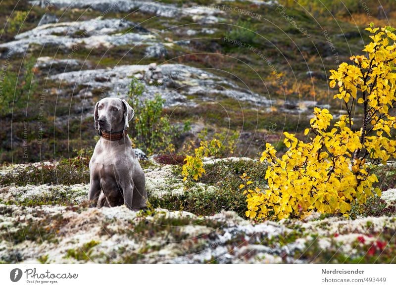 on the way Hunting Trip Adventure Mountain Hiking Nature Landscape Plant Animal Autumn Climate Tree Grass Rock Dog Crouch Sit Wait Trust Attentive Watchfulness