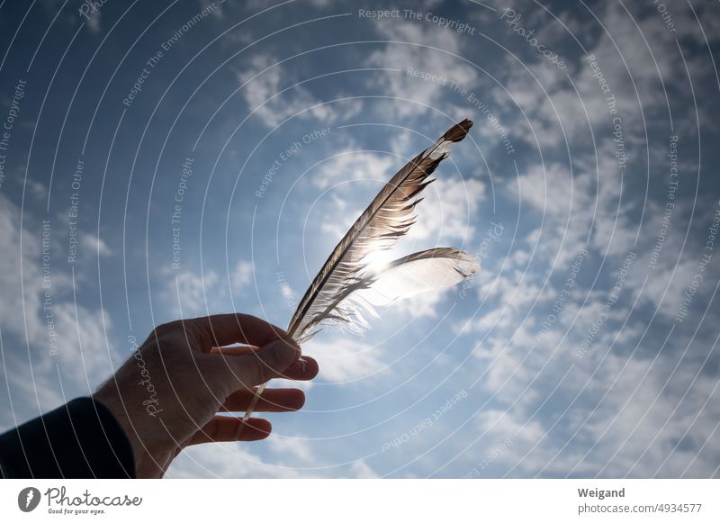 Feathers held up to the sky in front of the sun feathers amass hands Trust tranquillity Meditation Ocean Beach Baltic Sea North Sea attentiveness Serene poetry