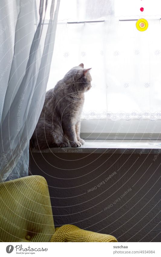 Cat at the window hangover Domestic cat at home Window look Observe Boredom windowsill Sit Drape Armchair Pet Animal Pelt Looking Animal portrait Cuddly