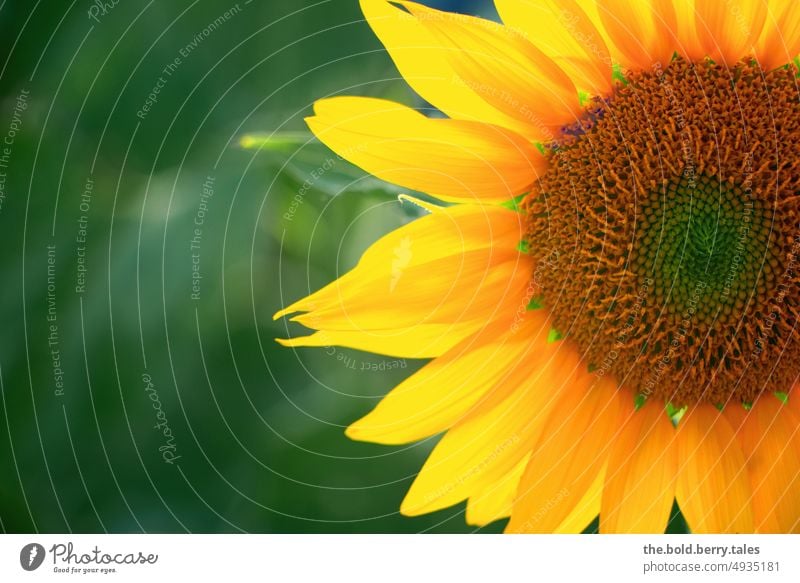 Sunflower cut Yellow Flower Summer Blossom Plant Blossoming Colour photo pretty Nature Sunlight Deserted Close-up Exterior shot Garden Beautiful weather