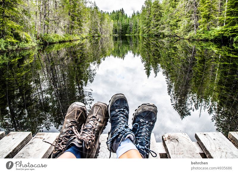 wayfarer Family & Relations Freedom Forest Canada Hiking Adventure trees North America Landscape Colour photo Vacation & Travel Wanderlust Far-off places