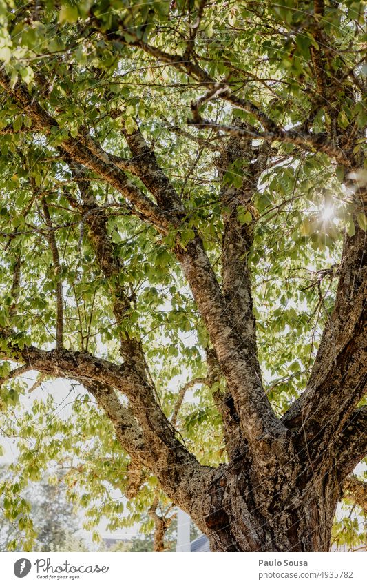 Old cherry tree old tree Tree Cherry tree Plant Trees Tree trunk Treetop Environment Colour photo Exterior shot Leaf Nature Branch Tree bark Branched ramified