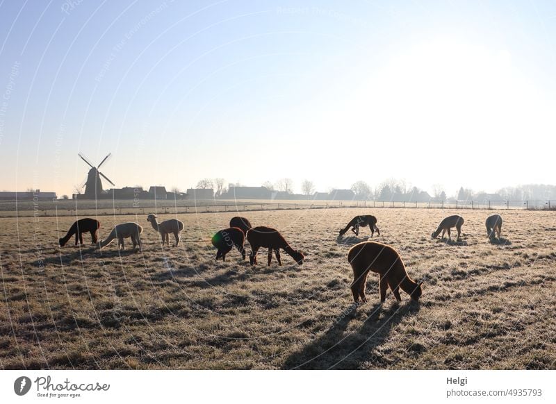 Alpaca herd on frosty meadow in morning sun, windmill in background Animal Mammal Meadow Winter Winter morning Frost chill sunshine Sunlight Light Shadow graze