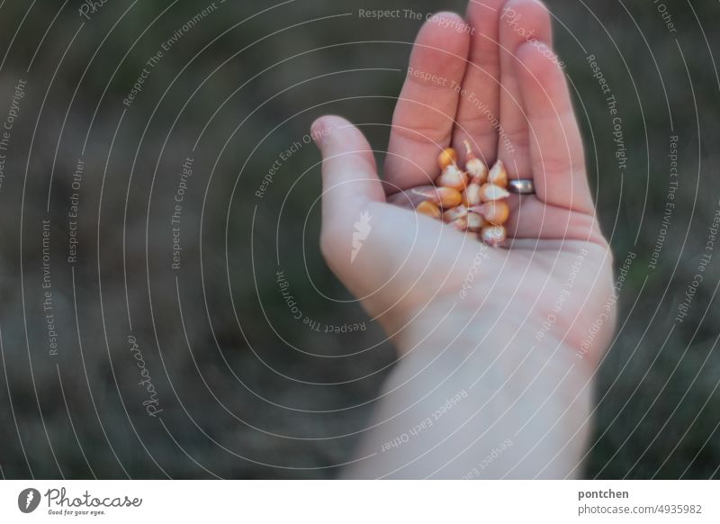 An open hand holds corn kernels. Harvest, agriculture Maize Agriculture Nutrition Food Nature stop hunger Hand Vegetarian diet Healthy Eating Field