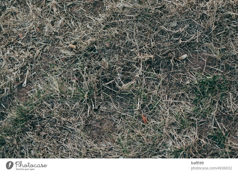 Butts on half dried meadow - after chilling the garbage remains stump Trash Cigarette Butt Meadow Environmental pollution Throw away carelessness Shackled