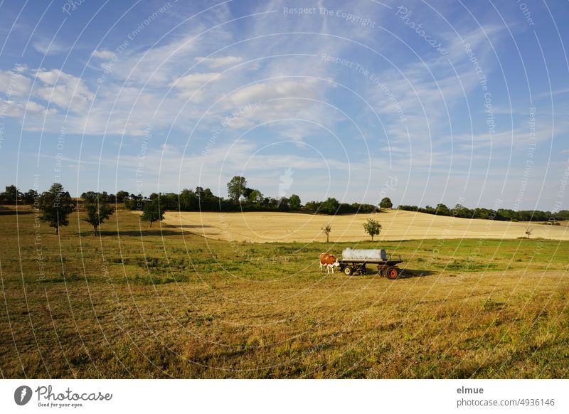 Foothills land with pasture, cow, water truck, trees, stubble field and blue sky with fair weather clouds foothills Cow Cattle water wagon Watering trolley