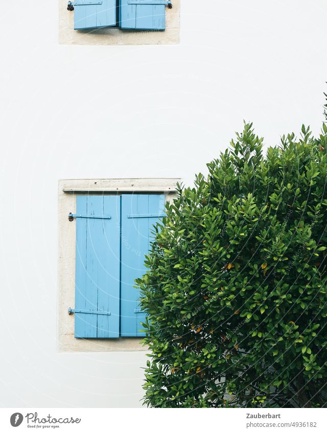 Closed blue shutter, bush in front of it, on white house wall Shutter Blue Wall (building) House (Residential Structure) White Siesta Midday Sun tranquillity