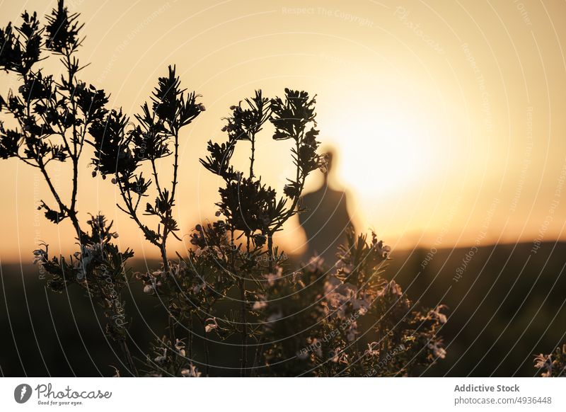 Plant growing in countryside at sunset plant sky silhouette traveler evening nature growth summer dusk twilight tranquil serene flora sundown natural peaceful