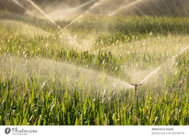 Sprinklers watering field at sunrise plant lawn sprinkle irrigate farm leaf fresh park nature sprinkler flora cereal agriculture botany foliage grain