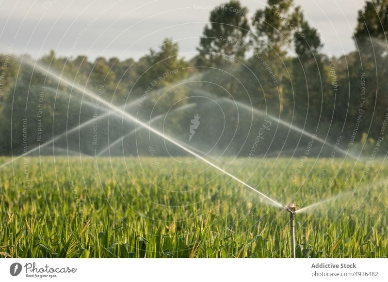 Sprinklers watering field at sunrise plant lawn sprinkle irrigate farm leaf fresh park nature sprinkler flora cereal agriculture botany foliage grain