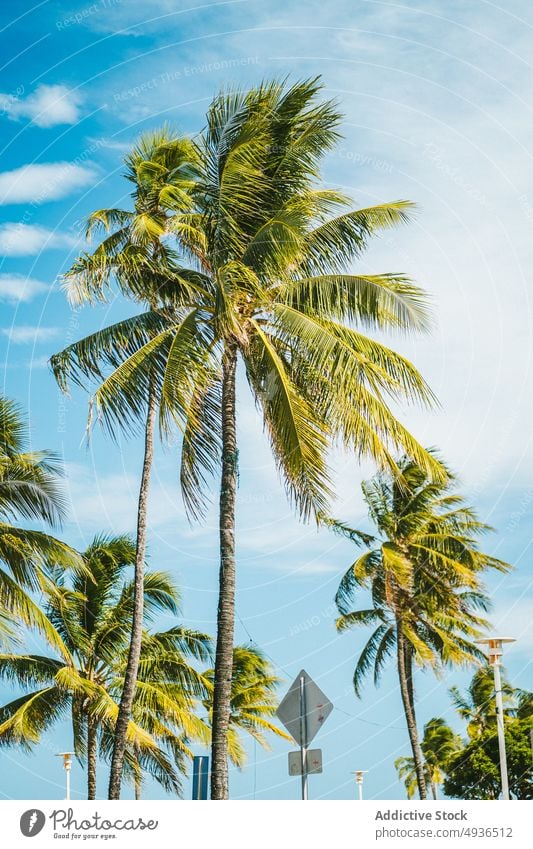 Palms against cloudy blue sky palm resort tropical wave wind cloudless sky summer street miami usa united states america exotic tall plant beach holiday weather