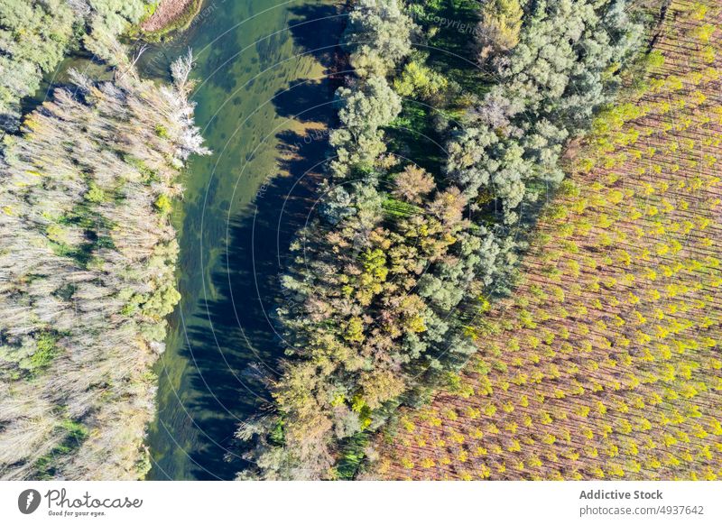 Mixed forest on shores of river autumn tree countryside calm water mix season colorful coast tranquil peaceful nature fall scenic vivid woods foliage daytime