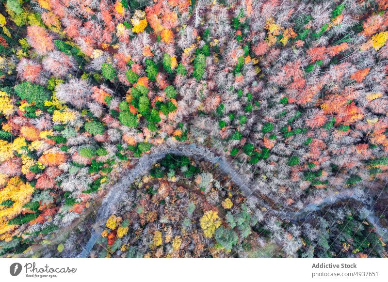 Fast river in autumn forest fast highland countryside water mountain flow season scenery nature stream fall scenic terrain woodland rapid mix creek woods brook