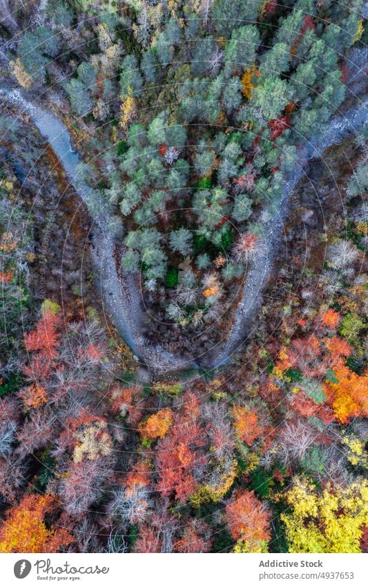 Fast river in autumn forest fast highland countryside water mountain flow season scenery nature stream fall scenic terrain woodland rapid mix creek woods brook